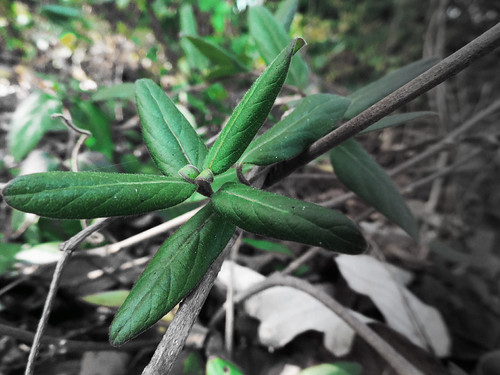 Leaves | by ruthwittek