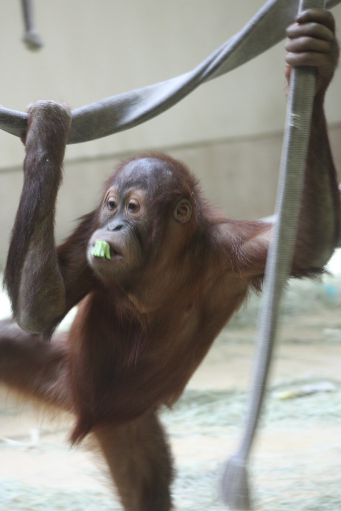 Zoomandi zoo 161 | Mandi Hrischuk | Flickr