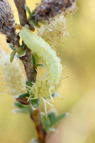 Caterpillar | by greggys stuff