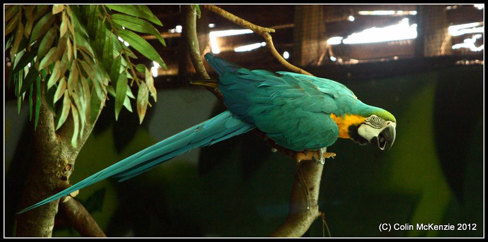 311498-4022322432903-1182106356-n-birdworld-farnham-flickr
