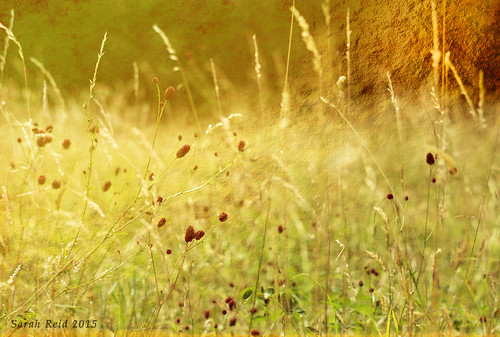 meadow flickrcentral wildflower gol flickrtoday project365 photographyweek 365daysproject screamofthephotographer 365daysor52weeks shuttersisters365 2015onephotoeachday spottydoggallery