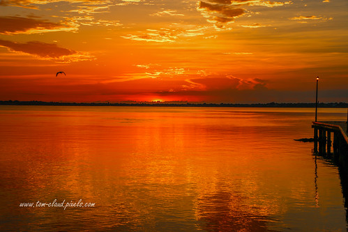 sun sunrise bird pelican horizon riverstlucieriver skyclouds cloudy stuart florida usanature morning dawn outdoors outside sky serene water waterway outdoor