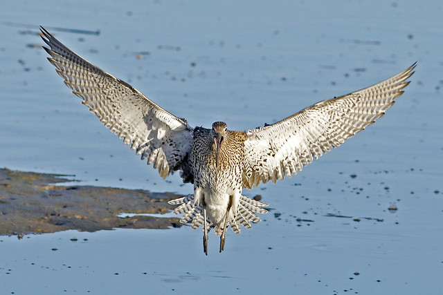 Curlew flying in