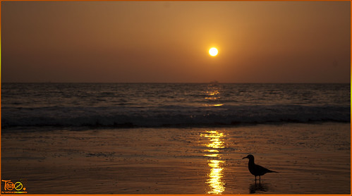 chile sunset sun bird sol water sunshine playa iquique cavancha playacavancha cavanchabeach