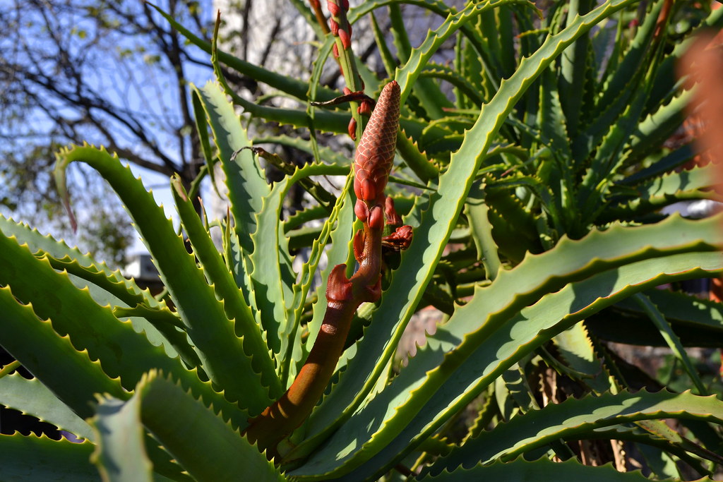 flor aloe vera | Aloe vera otoñal | Francisco Floreal Artese | Flickr