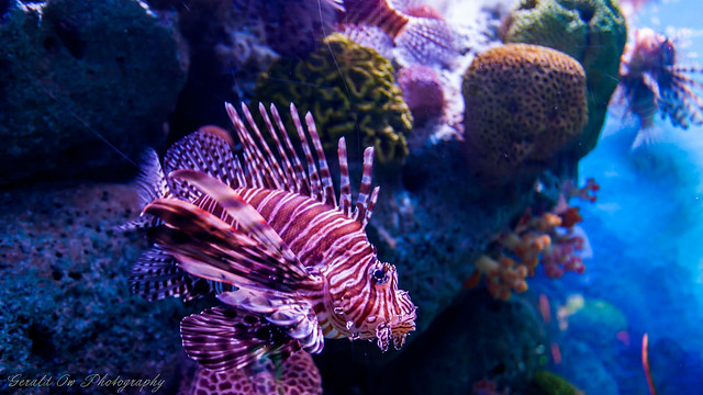 Lionfish - Sea Life Bangkok Ocean World