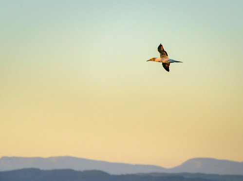 sun austrlasiangannet hawkesbay newzealand sunset napier flight bird flying sky sunlight gannet caldwell ankh light