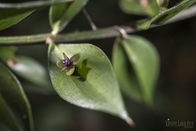 Fleur de fragon faux-houx (Ruscus aculeatus)