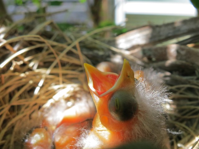 Cardinal babies, Day 4: Getting fuzzier {112/365}