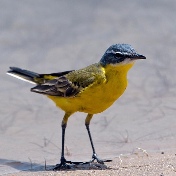 A Yellow Wagtail from a reserve in Kuwait