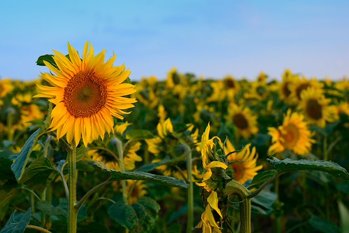 tournesol by steph-55, sunset france lorraine tournesol coucherdesoleil meuse nikond800 nikkor24120f4 steph55