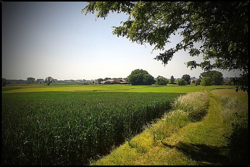 plant field grass landscape countryside outdoor serene herne pajottenland everythinggreen sintpieterskapelle