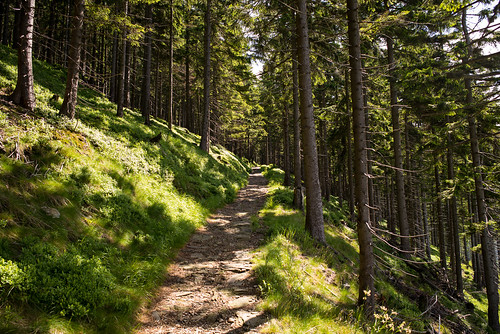 Forest Path in Krkonose | by *rboed*