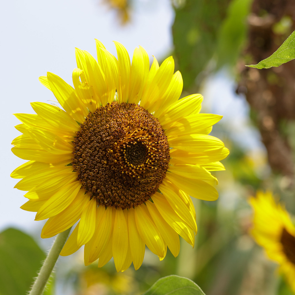 sun flower