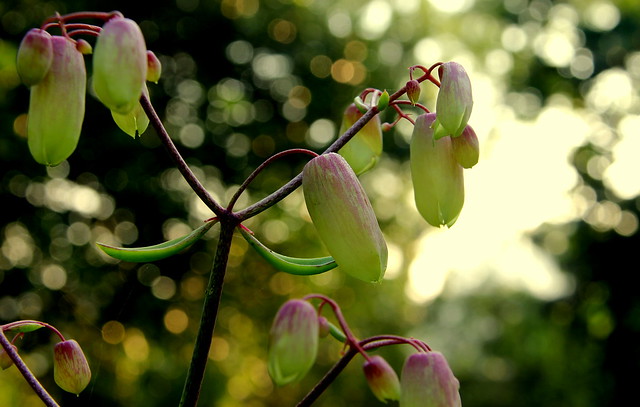 ~Bryophyllum pinnatum / পাথর কুচি ~