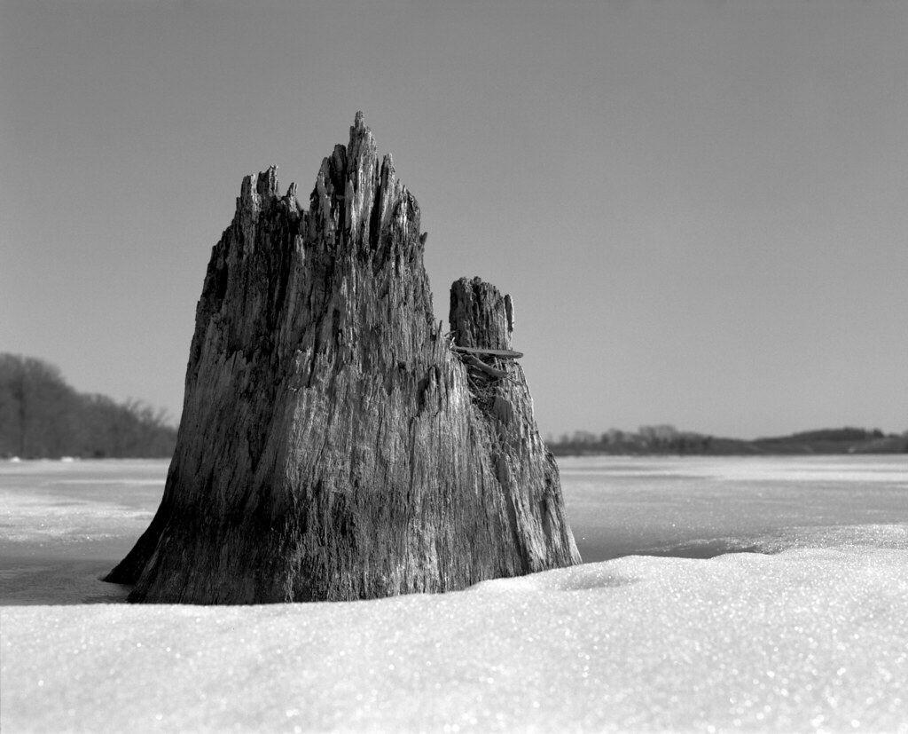 pelican lake stump