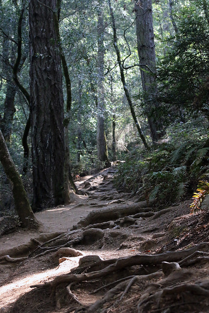 Muir Woods - Redwood Forrest