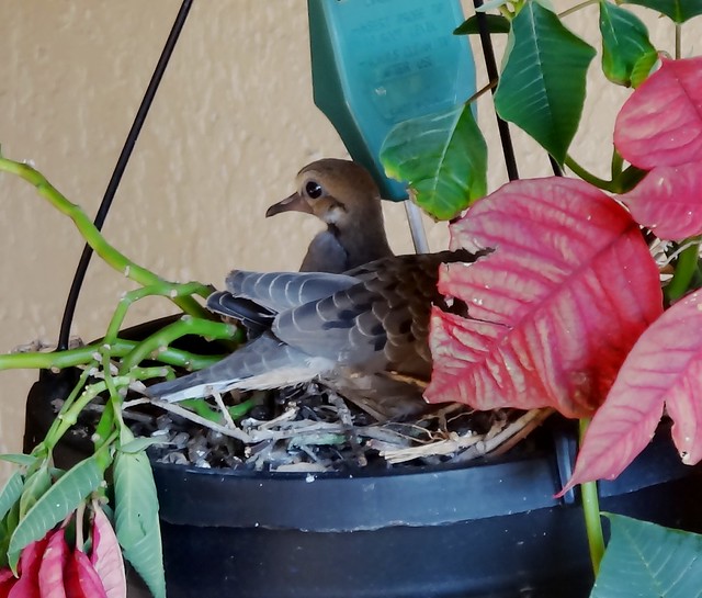Doves in Nest