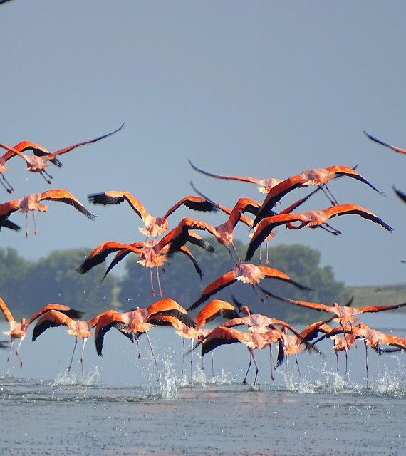Flamenco [American Flamingo] (Phoenicopterus ruber)