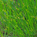 CAC026608a Fringed Nutrush (?) at the Penn-Sylvania Prairie, Dade Co., MO, 150426.Scleria ciliata. Monocot: Commelinids: Poales: Cyperacea .  AKA (Penn-Sylvannia Prairie, Hairy Nut Rush)