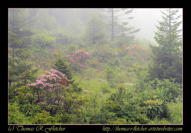 Mountain Laurel in Mist