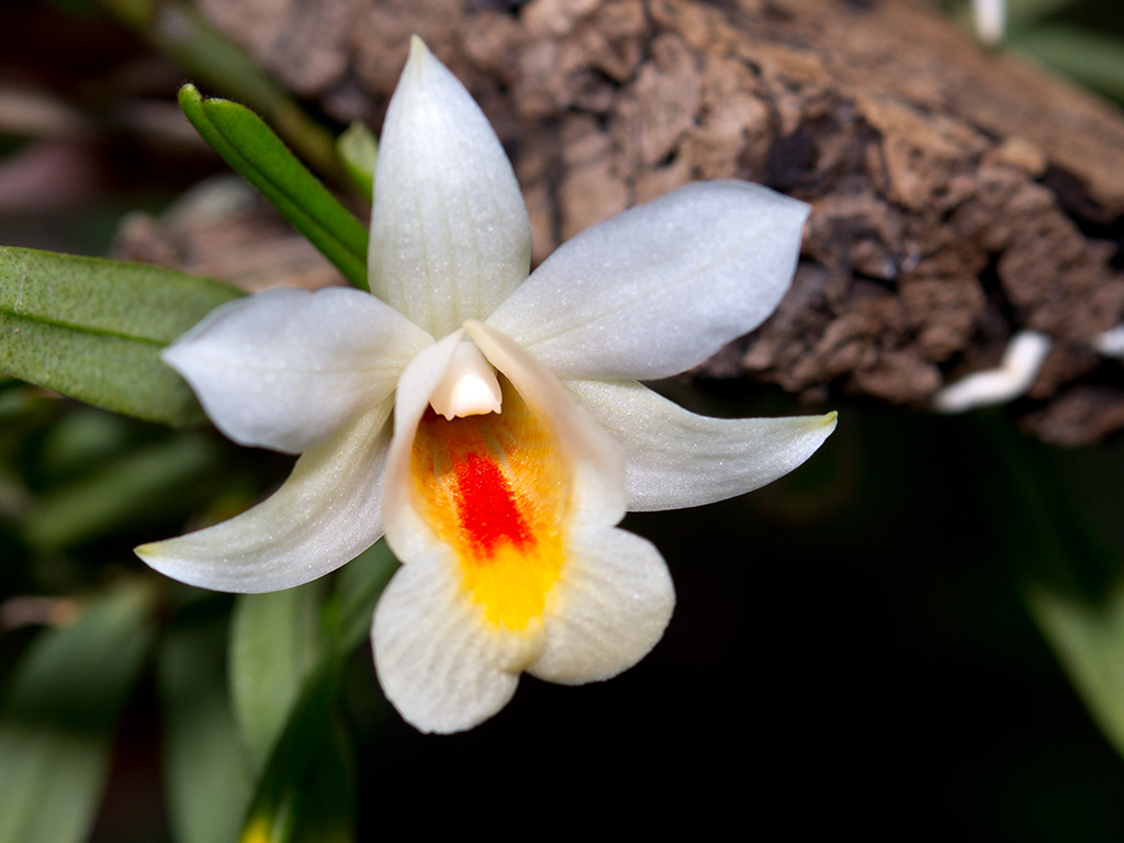 Kết quả hình ảnh cho Dendrobium margaritaceum