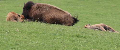 canada buffalo animals calf pei princeedwardisland