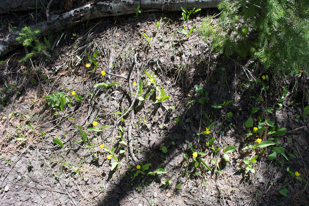 Tatanka Trail