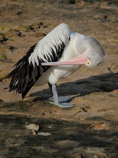 Australian Pelican (Pelecanus conspicillatus) | by Arturo Nahum