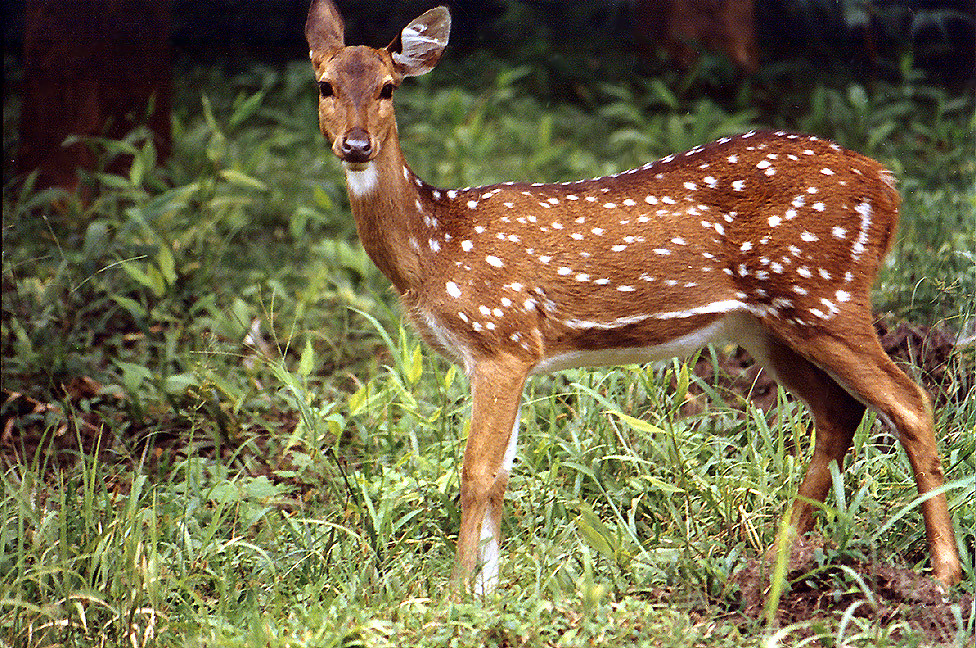 Do A Deer A Female Deer Alert deer | A female spotted deer (also known as chital) do… | Flickr
