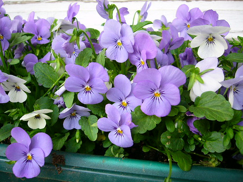 how to grow viola plant from seeds