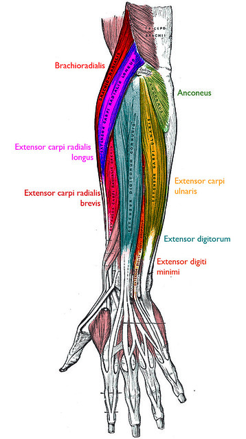 Posterior forearm superficial muscles | nickbrazel | Flickr