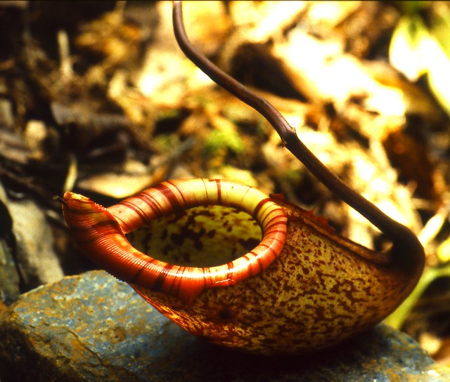 Nepenthes of Mt Kinabalu