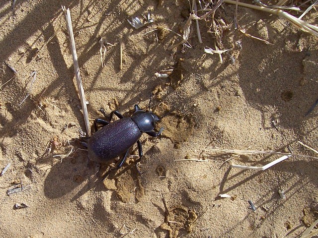 Beetle - Penasco Blanco Trail
