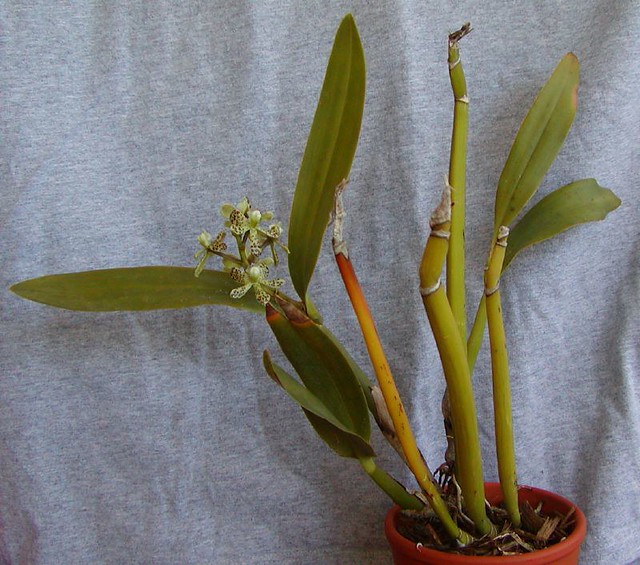 Anacheilium crassilabium (Encyclia vespa) - entire plant