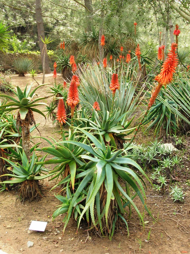Aloe arborescens at Wrigley Botanical Garden | Aloe arboresc… | Flickr