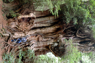 Largest Cedar Tree