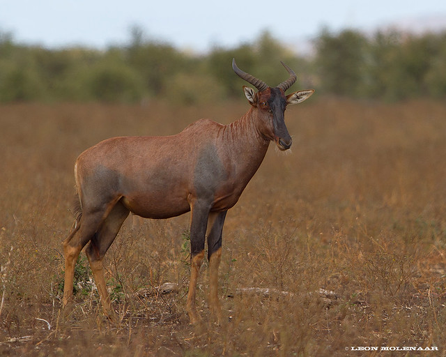 Tsessebe Antelope