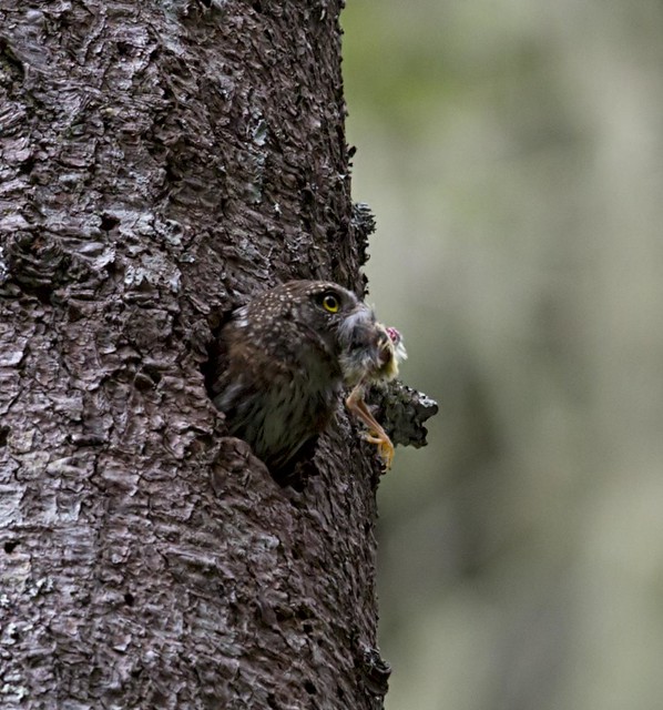 northern pygmy-owl