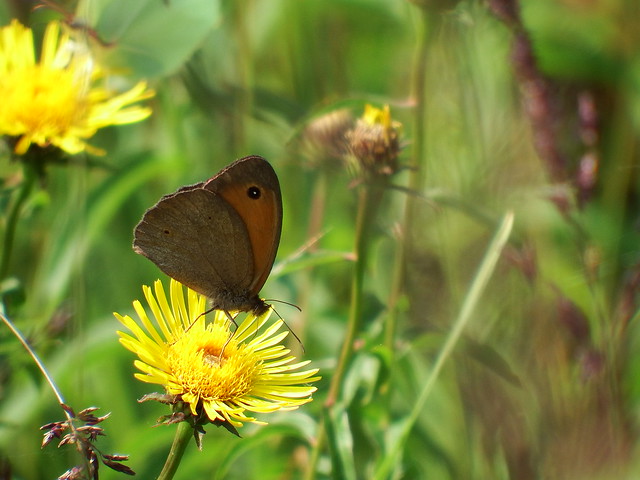 Kleiner Schmetterling am Chiemsee
