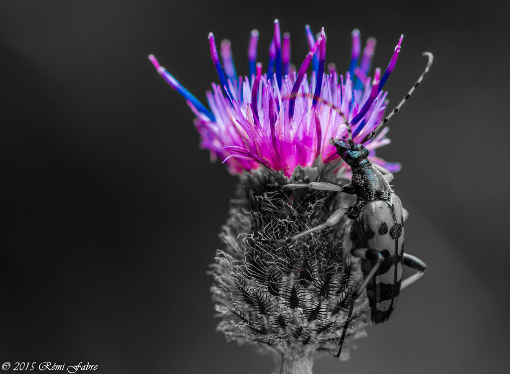 Flower and insect (Creative Colors)