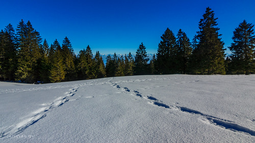 hiver jura sapins neige traces raquettes chasseron paysage landscape winter trees snow shoes sony alpha 77 tokina 1116