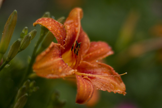 lilly after rain