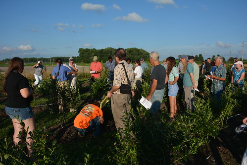 Growers can observe growing habit of different blueberry bushes