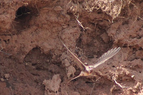 newbrunswick canada bankswallow ripariariparia bird birds nature wildlife