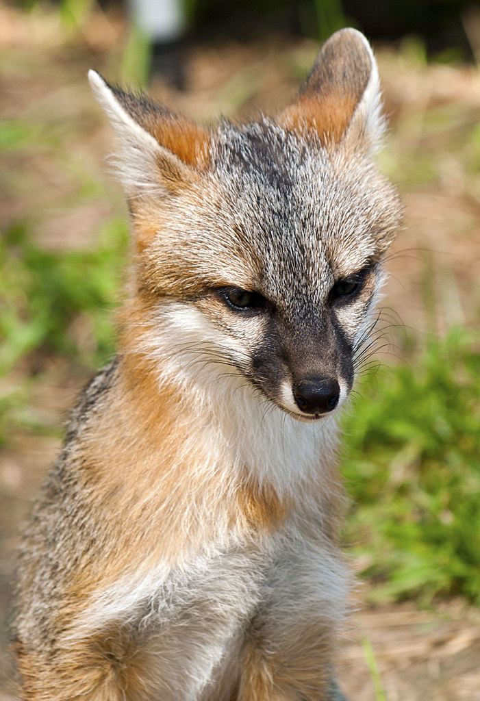 Wolf Park 08-04-2013 - Gray Fox 22