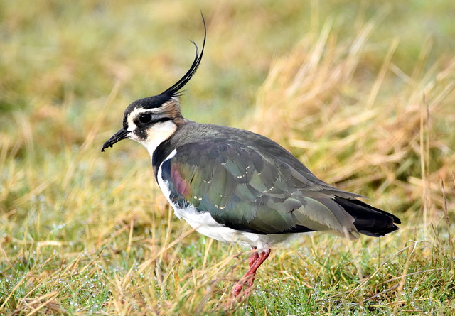 Lapwing in the wind.