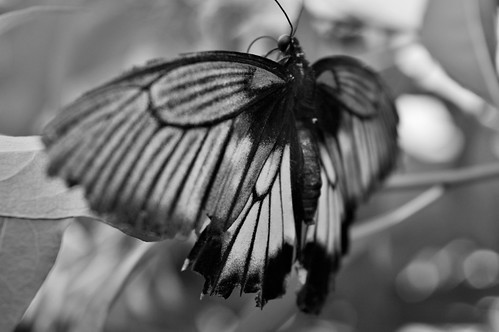Delicate | by marcelhughes