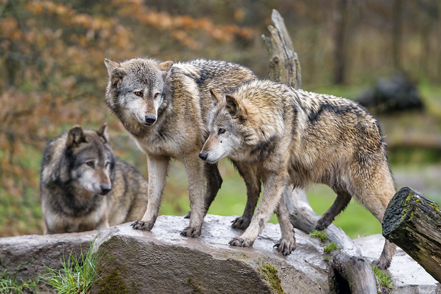 Three wolves talking...