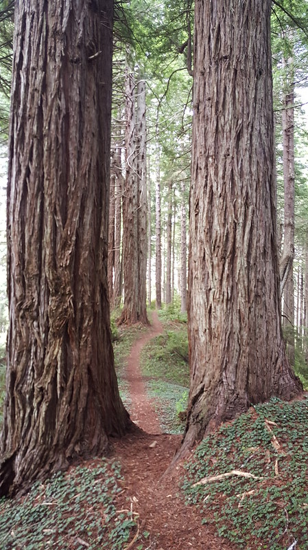 Trail through the giant trees